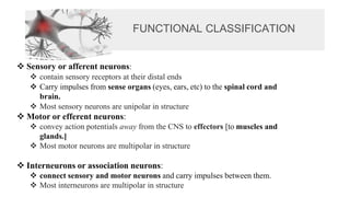 FUNCTIONAL CLASSIFICATION
❖ Sensory or afferent neurons:
❖ contain sensory receptors at their distal ends
❖ Carry impulses from sense organs (eyes, ears, etc) to the spinal cord and
brain.
❖ Most sensory neurons are unipolar in structure
❖ Motor or efferent neurons:
❖ convey action potentials away from the CNS to effectors [to muscles and
glands.]
❖ Most motor neurons are multipolar in structure
❖ Interneurons or association neurons:
❖ connect sensory and motor neurons and carry impulses between them.
❖ Most interneurons are multipolar in structure
 