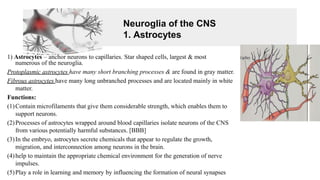 Neuroglia of the CNS
1. Astrocytes
1) Astrocytes – anchor neurons to capillaries. Star shaped cells, largest & most
numerous of the neuroglia.
Protoplasmic astrocytes have many short branching processes & are found in gray matter.
Fibrous astrocytes have many long unbranched processes and are located mainly in white
matter.
Functions:
(1)Contain microfilaments that give them considerable strength, which enables them to
support neurons.
(2)Processes of astrocytes wrapped around blood capillaries isolate neurons of the CNS
from various potentially harmful substances. [BBB]
(3)In the embryo, astrocytes secrete chemicals that appear to regulate the growth,
migration, and interconnection among neurons in the brain.
(4)help to maintain the appropriate chemical environment for the generation of nerve
impulses.
(5)Play a role in learning and memory by influencing the formation of neural synapses
 