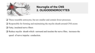 Neuroglia of the CNS
2. OLIGODENDROCYTES
❑ These resemble astrocytes, but are smaller and contain fewer processes.
❑ Responsible for forming and maintaining the myelin sheath around CNS axons
❑ Fatty; insulated nerve fibers
❑ Reduce myelin sheath which surround and insulate the nerve fiber, increases the
speed of nerve impulse conduction.
 