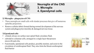 2) Microglia – phagocytes of CNS
• These neuroglia are small cells with slender processes that give off numerous
spinelike projections.
• Remove cellular debris formed during normal development of the nervous
system and phagocytize microbes & damaged nervous tissue.
3)Ependymal cells-
• ciliated; always on surface near spinal fluid; circulates fluid.
• cuboidal to columnar cells, arranged in a single layer that possess
microvilli and cilia.
• Functionally, ependymal cells produce, possibly monitor, and assist in the
circulation of cerebrospinal fluid. They also form the blood-cerebrospinal
fluid barrier
Neuroglia of the CNS
3. Microglia
4. Ependymal cells
 