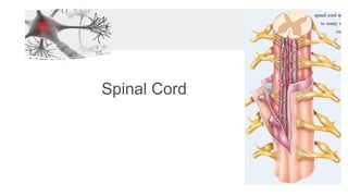 Spinal Cord
 