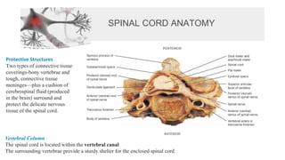 SPINAL CORD ANATOMY
Protective Structures
Two types of connective tissue
coverings-bony vertebrae and
tough, connective tissue
meninges—plus a cushion of
cerebrospinal fluid (produced
in the brain) surround and
protect the delicate nervous
tissue of the spinal cord.
Vertebral Column
The spinal cord is located within the vertebral canal
The surrounding vertebrae provide a sturdy shelter for the enclosed spinal cord.
 