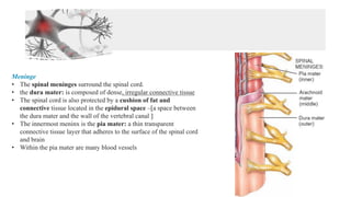 Meninge
• The spinal meninges surround the spinal cord.
• the dura mater: is composed of dense, irregular connective tissue
• The spinal cord is also protected by a cushion of fat and
connective tissue located in the epidural space –[a space between
the dura mater and the wall of the vertebral canal ]
• The innermost meninx is the pia mater: a thin transparent
connective tissue layer that adheres to the surface of the spinal cord
and brain
• Within the pia mater are many blood vessels
 