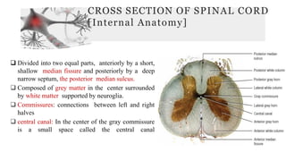 CROSS SECTION OF SPINAL CORD
[Internal Anatomy]
❑ Divided into two equal parts, anteriorly by a short,
shallow median fissure and posteriorly by a deep
narrow septum, the posterior median sulcus.
❑ Composed of grey matter in the center surrounded
by white matter supported by neuroglia.
❑ Commissures: connections between left and right
halves
❑ central canal: In the center of the gray commissure
is a small space called the central canal
 