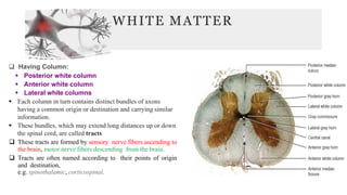WHITE MATTER
Depending on their function,
the spinal tracts are divided
into ascending and
descending tracts
❑ Having Column:
▪ Posterior white column
▪ Anterior white column
▪ Lateral white columns
▪ Each column in turn contains distinct bundles of axons
having a common origin or destination and carrying similar
information.
▪ These bundles, which may extend long distances up or down
the spinal cord, are called tracts
❑ These tracts are formed by sensory nerve fibers ascending to
the brain, motor nerve fibers descending from the brain.
❑ Tracts are often named according to their points of origin
and destination,
e.g. spinothalamic, corticospinal.
 