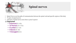 Spinal nerves
• Spinal Nerves are the paths of communication between the spinal cord and specific regions of the body
• 31 pairs of spinal nerves
• each pair of spinal nerves arise from a spinal segment
❑ Segmented
▪ 8 Cervical (C1–C8)
▪ 12 Thoracic (T1–T12)
▪ 5 Lumbar (L1–L5)
▪ 5 Sacral (S1–S5)
▪ 1 Coccygeal (Co1)
 