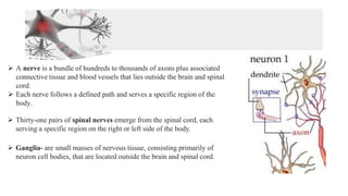 ➢ A nerve is a bundle of hundreds to thousands of axons plus associated
connective tissue and blood vessels that lies outside the brain and spinal
cord.
➢ Each nerve follows a defined path and serves a specific region of the
body.
➢ Thirty-one pairs of spinal nerves emerge from the spinal cord, each
serving a specific region on the right or left side of the body.
➢ Ganglia- are small masses of nervous tissue, consisting primarily of
neuron cell bodies, that are located outside the brain and spinal cord.
 