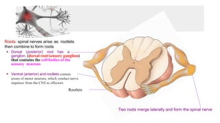 Roots: spinal nerves arise as rootlets
then combine to form roots
▪ Dorsal (posterior) root has a
ganglion, (dorsal root/sensory ganglion)
that contains the cell bodies of the
sensory neurons
▪ Ventral (anterior) and rootlets contain
axons of motor neurons, which conduct nerve
impulses from the CNS to effectors
Two roots merge laterally and form the spinal nerve
Rootlets
 