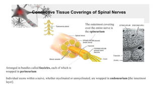 Connective Tissue Coverings of Spinal Nerves
Individual axons within a nerve, whether myelinated or unmyelinated, are wrapped in endoneurium [the innermost
layer].
Arranged in bundles called fascicles, each of which is
wrapped in perineurium
The outermost covering
over the entire nerve is
the epineurium
 