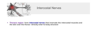 Intercostal Nerves
▪ Thoracic region: form intercostal nerves that innervate the intercostal muscles and
the skin over the thorax –directly enter to body structure
 