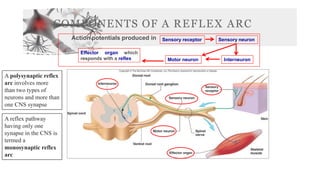 COMPONENTS OF A REFLEX ARC
Sensory receptor Sensory neuron
Interneuron
Motor neuron
Action potentials produced in
Effector organ which
responds with a reflex
A reflex pathway
having only one
synapse in the CNS is
termed a
monosynaptic reflex
arc
A polysynaptic reflex
arc involves more
than two types of
neurons and more than
one CNS synapse
 