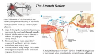 The Stretch Reflex
causes contraction of a skeletal muscle (the
effector) in response to stretching of the muscle
This type of reflex occurs via a monosynaptic
reflex arc
1. Slight stretching of a muscle stimulates sensory
receptors in the muscle called muscle spindles
2. a muscle spindle generates one or more nerve
impulses that propagate along a somatic
sensory neuron
3. The sensory neuron makes an excitatory
synapse with and thereby activates a motor
neuron in the anterior gray horn.
4. If the excitation is strong enough, one or more
nerve impulses arise in the motor neuron and
propagate along its axon
5. Acetylcholine released by nerve impulses at the NMJs triggers one
or more muscle action potentials in the stretched muscle (effector)
 