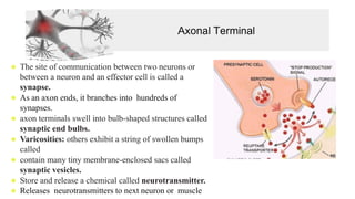 Axonal Terminal
⚫ The site of communication between two neurons or
between a neuron and an effector cell is called a
synapse.
⚫ As an axon ends, it branches into hundreds of
synapses.
⚫ axon terminals swell into bulb-shaped structures called
synaptic end bulbs.
⚫ Varicosities: others exhibit a string of swollen bumps
called
⚫ contain many tiny membrane-enclosed sacs called
synaptic vesicles.
⚫ Store and release a chemical called neurotransmitter.
⚫ Releases neurotransmitters to next neuron or muscle
 