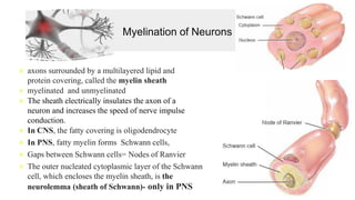 Myelination of Neurons
❖ axons surrounded by a multilayered lipid and
protein covering, called the myelin sheath
❖ myelinated and unmyelinated
❖ The sheath electrically insulates the axon of a
neuron and increases the speed of nerve impulse
conduction.
❖ In CNS, the fatty covering is oligodendrocyte
❖ In PNS, fatty myelin forms Schwann cells,
❖ Gaps between Schwann cells= Nodes of Ranvier
❖ The outer nucleated cytoplasmic layer of the Schwann
cell, which encloses the myelin sheath, is the
neurolemma (sheath of Schwann)- only in PNS
 
