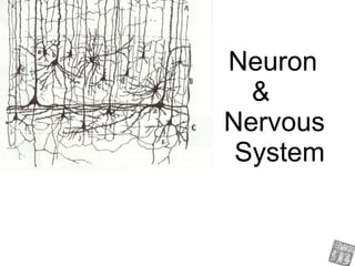 Neuron  &    Nervous  System 