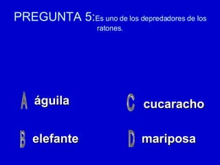 PREGUNTA 5: Es uno de los depredadores de los ratones. águila elefante mariposa cucaracho 