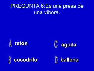 PREGUNTA 6:Es una presa de una víbora. ratón cocodrilo ballena águila 