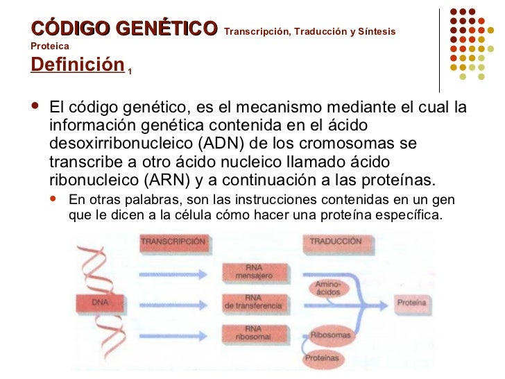 CÓDIGO GENÉTICO   Transcripción, Traducción y Síntesis Proteica  Definición  1 <ul><li>El código genético, es el mecanismo...