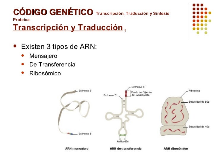 Código Genético: Definición, Función Y Tipos – SCYP