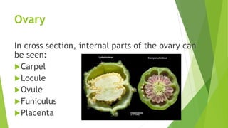 Unit 4, Lesson 4.2 - Parts of a Flower | PPTX
