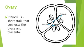 Unit 4, Lesson 4.2 - Parts of a Flower | PPTX