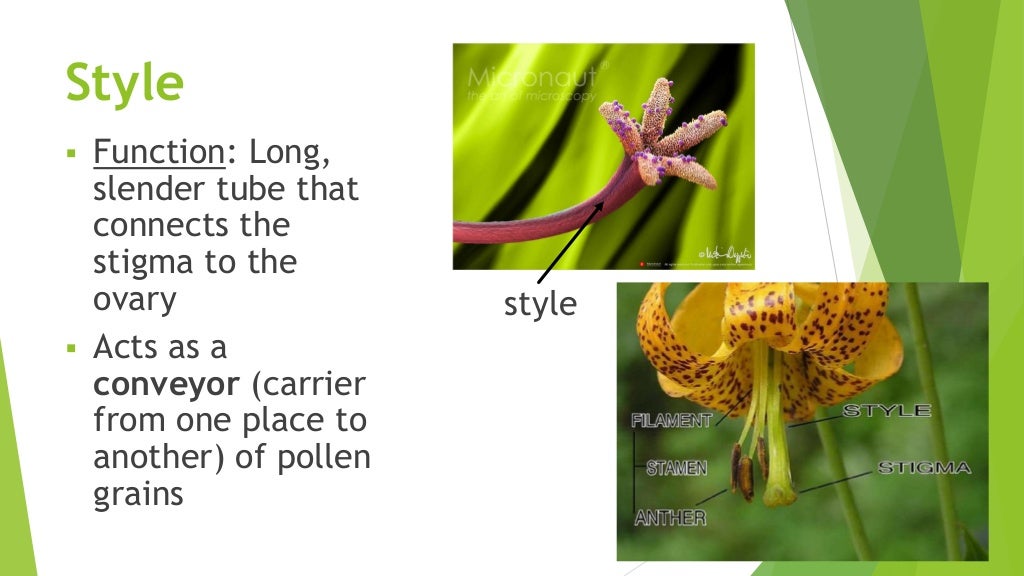 Unit 4, Lesson 4.2 Parts of a Flower