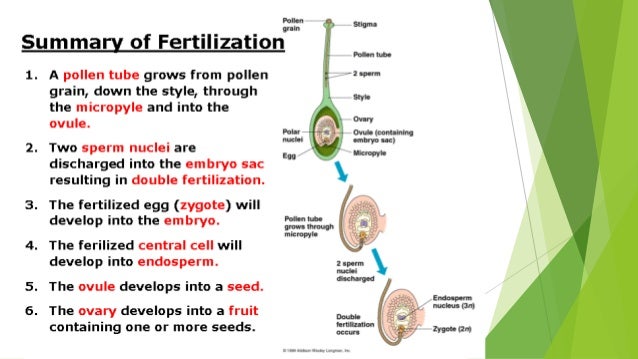 Image result for plant fertilization
