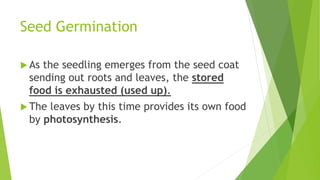 Seed Germination
 As the seedling emerges from the seed coat
sending out roots and leaves, the stored
food is exhausted (used up).
 The leaves by this time provides its own food
by photosynthesis.
 