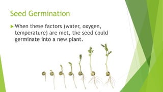 Seed Germination
 When these factors (water, oxygen,
temperature) are met, the seed could
germinate into a new plant.
 