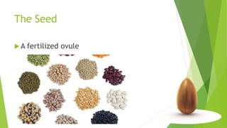 The Seed
 A fertilized ovule
 