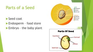 Parts of a Seed
 Seed coat
 Endosperm – food store
 Embryo – the baby plant
 