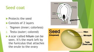 Seed coat
 Protects the seed
 Consists of 2 layers
1. Tegmen (inner; colorless)
2. Testa (outer; colored)
 A scar called hilum can be
seen. It’s the mark left by
the funiculus that attaches
the ovule to the ovary
 