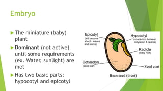 Embryo
 The miniature (baby)
plant
 Dominant (not active)
until some requirements
(ex. Water, sunlight) are
met
 Has two basic parts:
hypocotyl and epicotyl
 