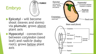 Embryo
 Epicotyl – will become
shoot (leaves and stems)
via plumule; grows above
plant axis
 Hypocotyl – connection
between cotyledon (seed
leaf) and radicle (baby
root); grows below plant
axis
 