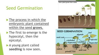 Seed Germination
 The process in which the
embryonic plant contained
within the seed grows.
 The first to emerge is the
hypocotyl, then the
epicotyl.
 A young plant called
seedling is now seen.
 