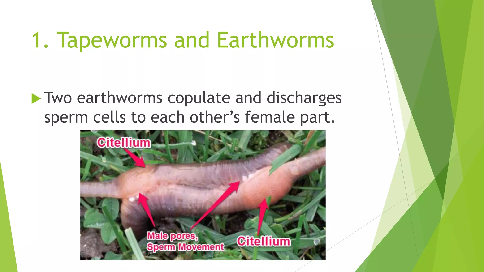 1. Tapeworms and Earthworms
 Two earthworms copulate and discharges
sperm cells to each other’s female part.
 