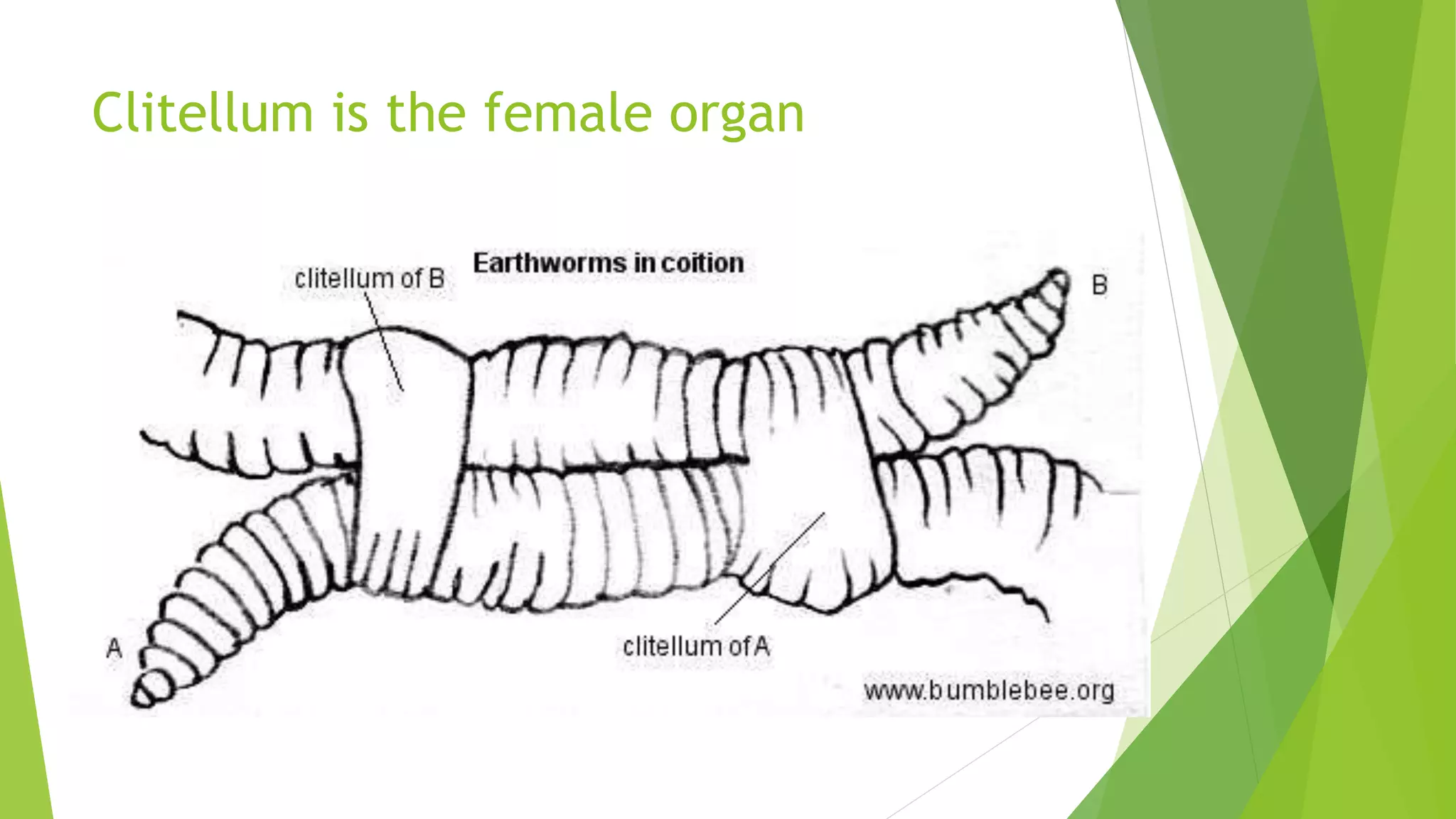 Clitellum is the female organ
 