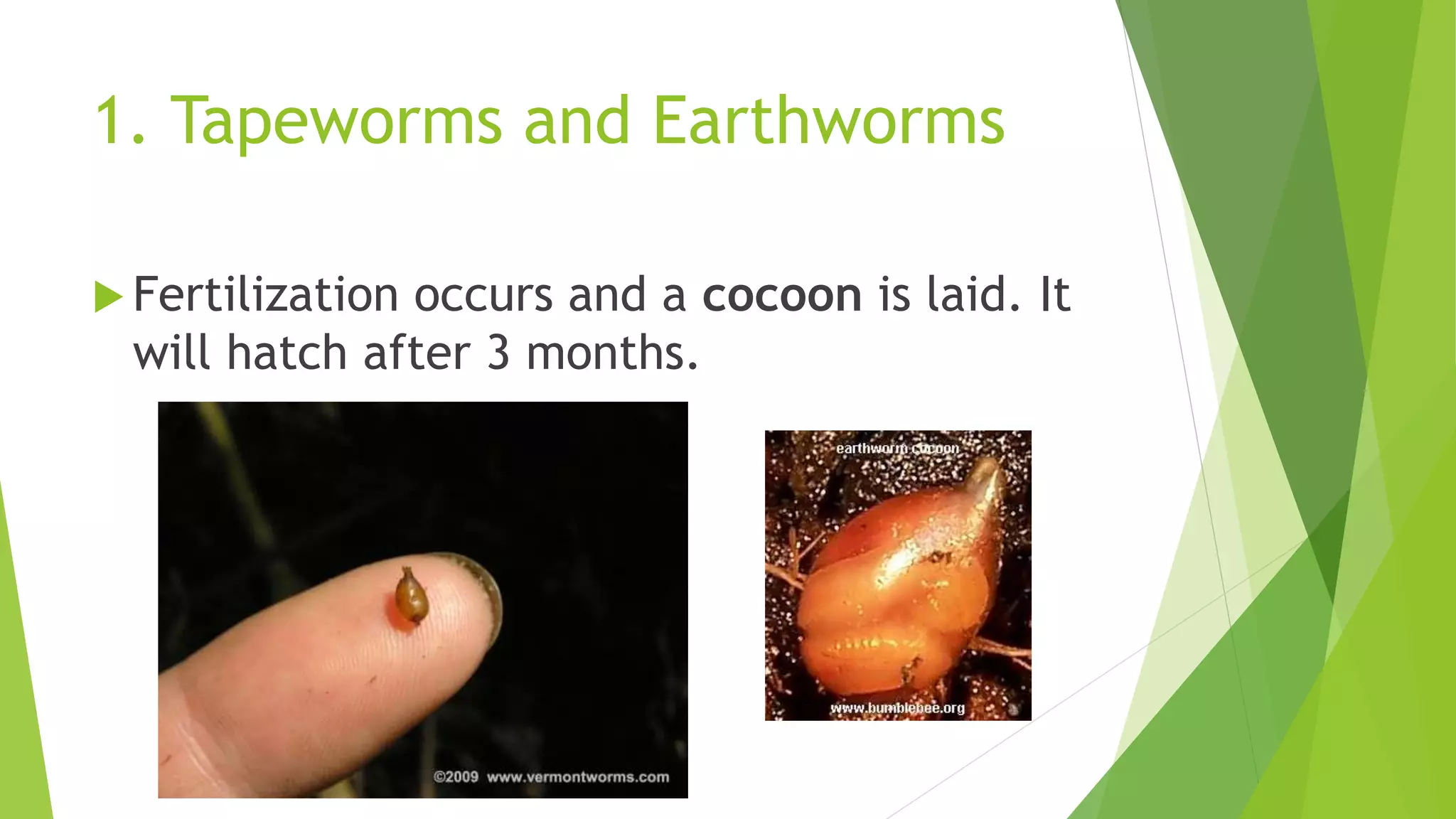 1. Tapeworms and Earthworms
 Fertilization occurs and a cocoon is laid. It
will hatch after 3 months.
 