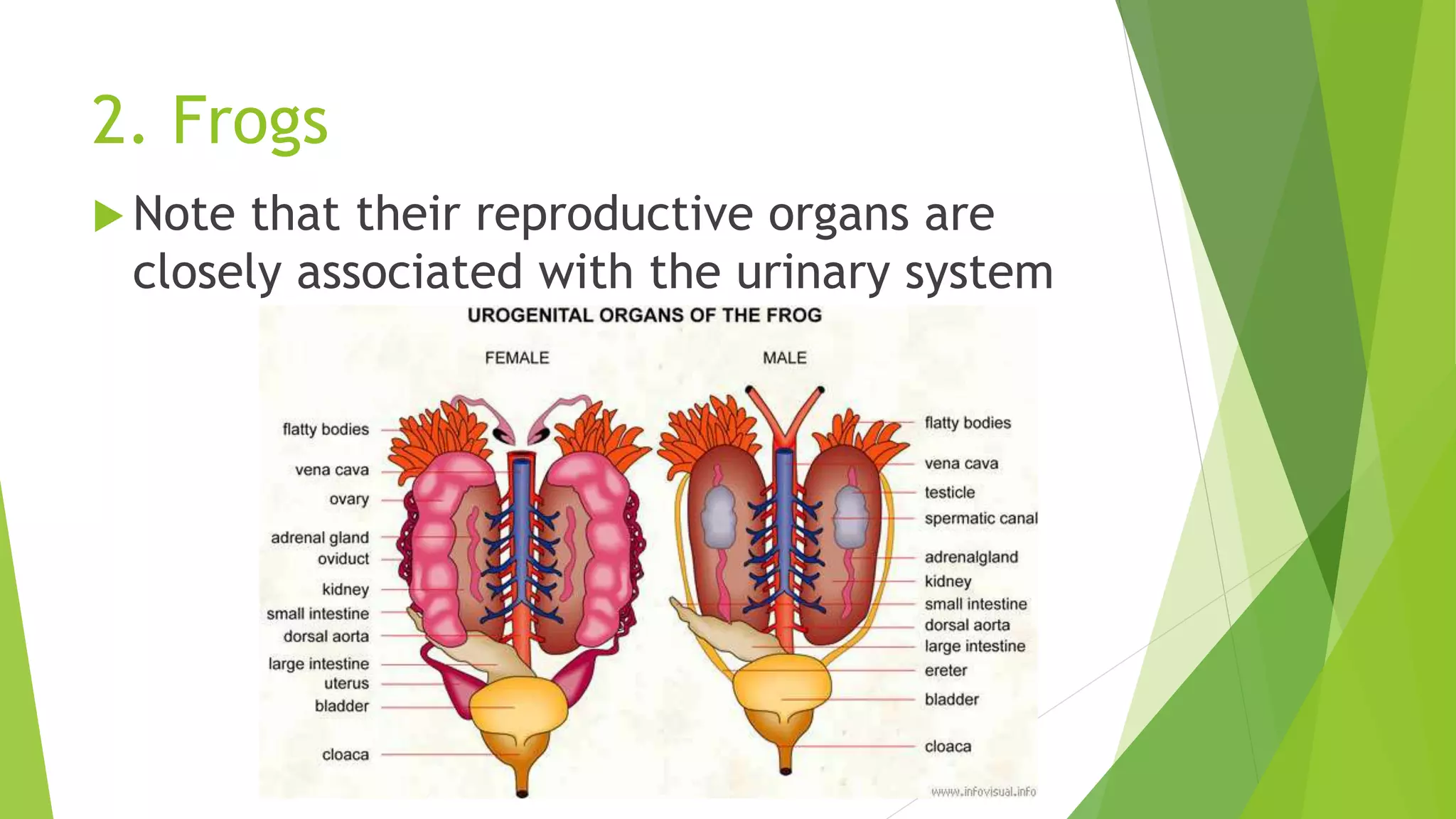 2. Frogs
 Note that their reproductive organs are
closely associated with the urinary system
 
