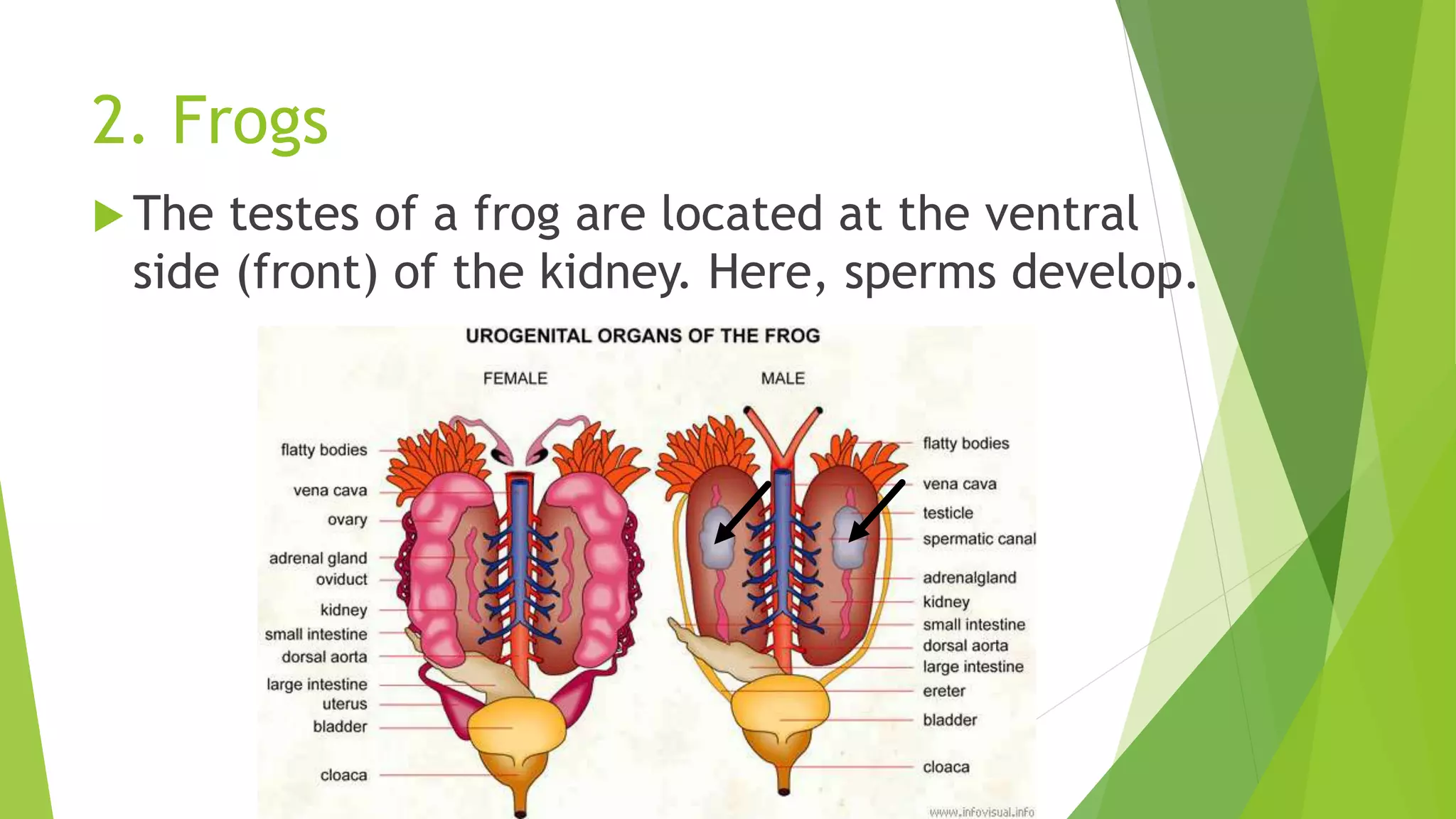 2. Frogs
 The testes of a frog are located at the ventral
side (front) of the kidney. Here, sperms develop.
 