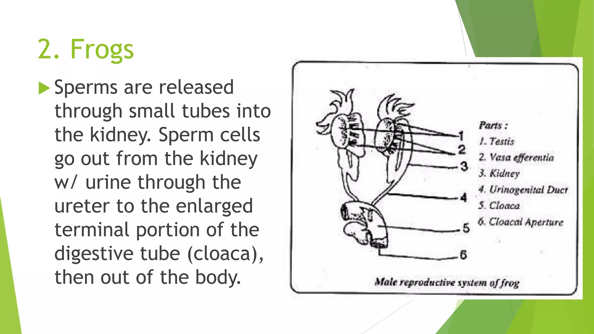 2. Frogs
 Sperms are released
through small tubes into
the kidney. Sperm cells
go out from the kidney
w/ urine through the
ureter to the enlarged
terminal portion of the
digestive tube (cloaca),
then out of the body.
 