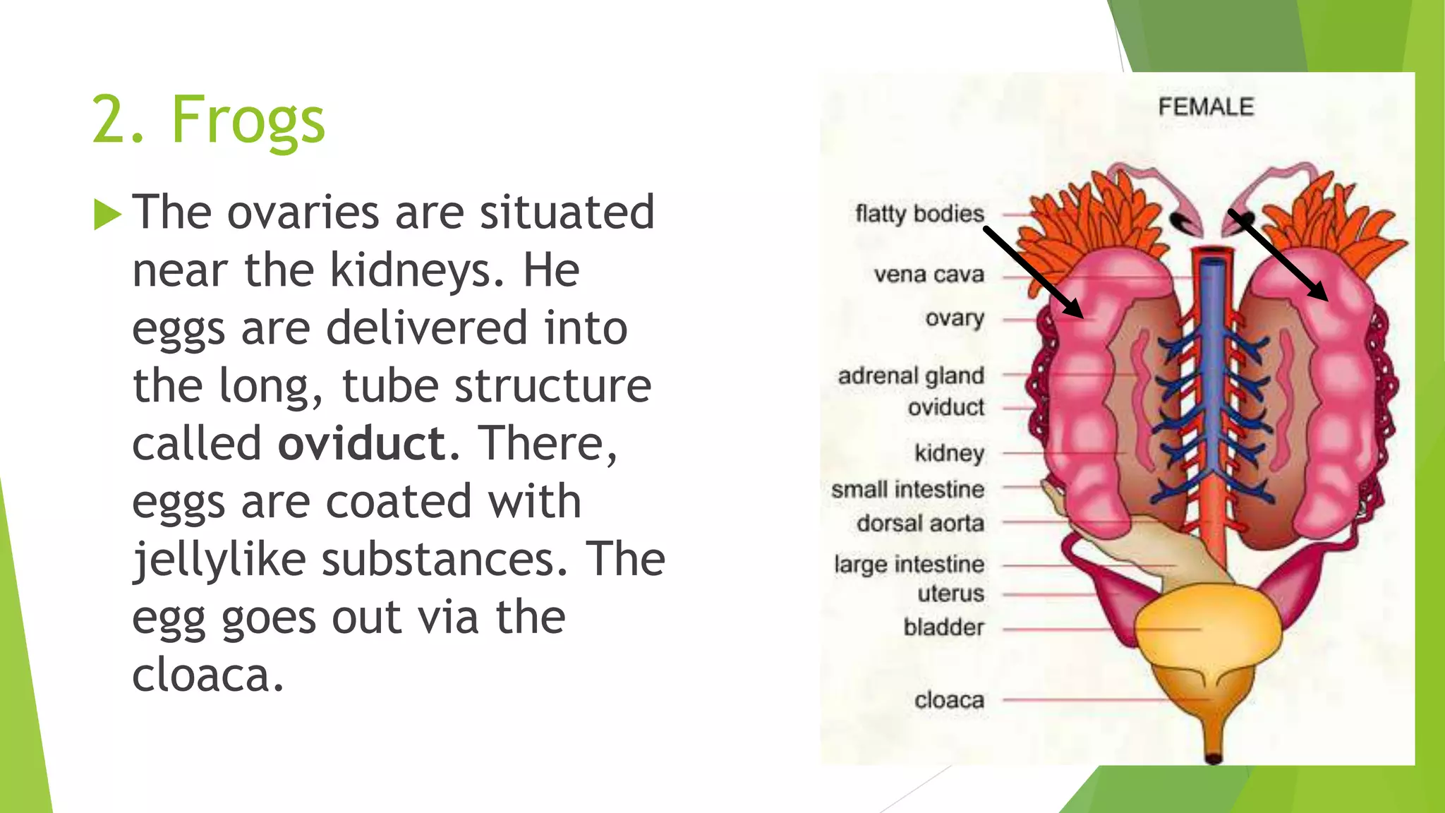 2. Frogs
 The ovaries are situated
near the kidneys. He
eggs are delivered into
the long, tube structure
called oviduct. There,
eggs are coated with
jellylike substances. The
egg goes out via the
cloaca.
 