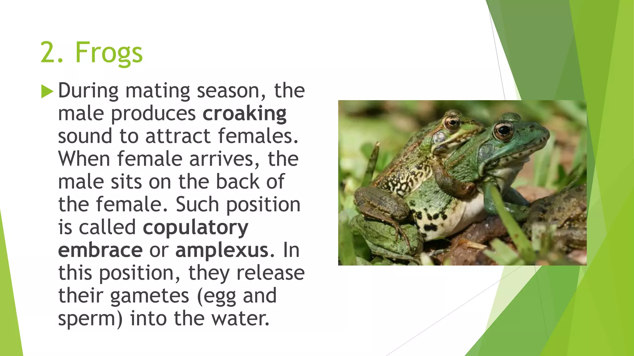 2. Frogs
 During mating season, the
male produces croaking
sound to attract females.
When female arrives, the
male sits on the back of
the female. Such position
is called copulatory
embrace or amplexus. In
this position, they release
their gametes (egg and
sperm) into the water.
 