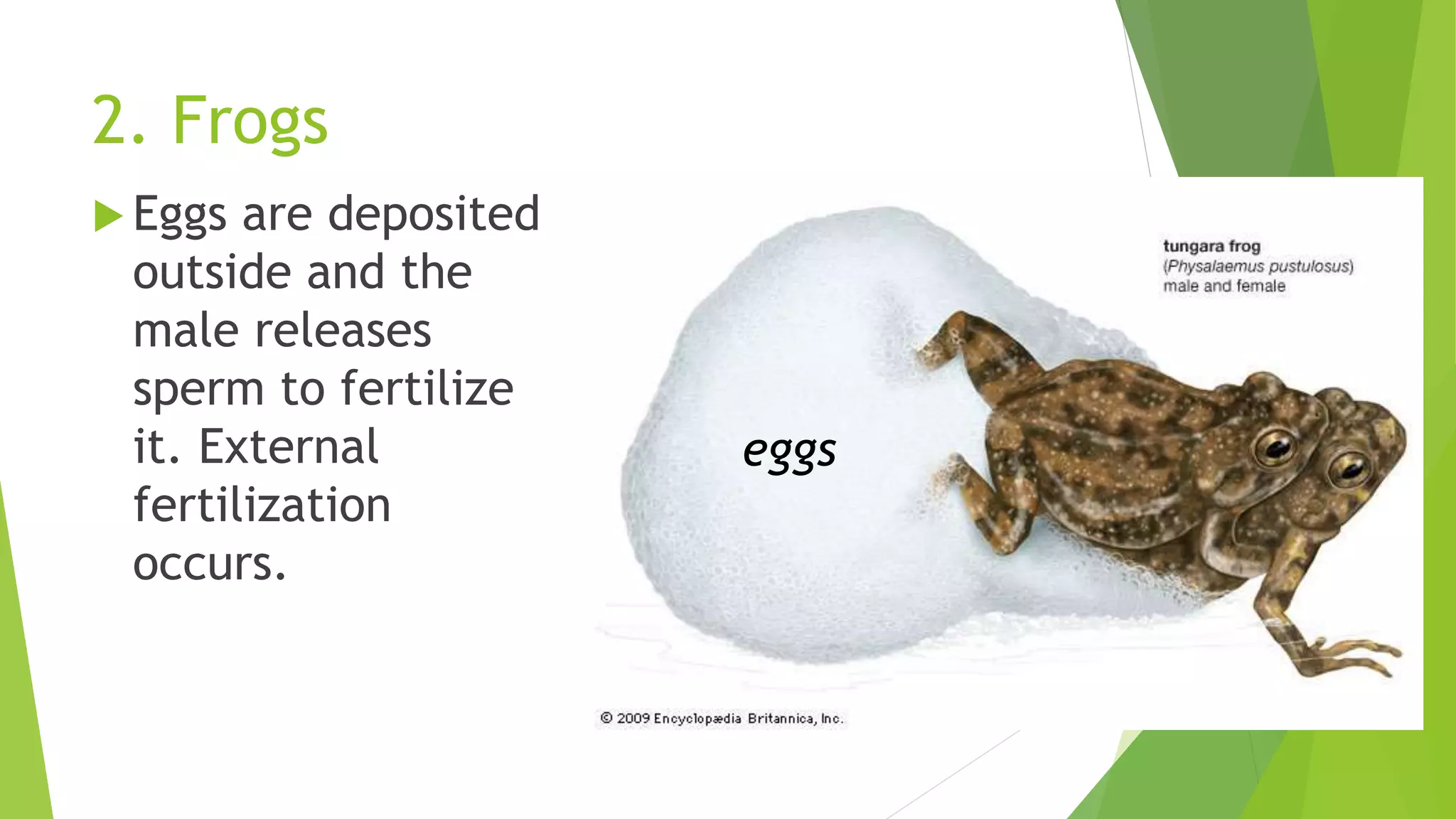 2. Frogs
 Eggs are deposited
outside and the
male releases
sperm to fertilize
it. External
fertilization
occurs.
eggs
 