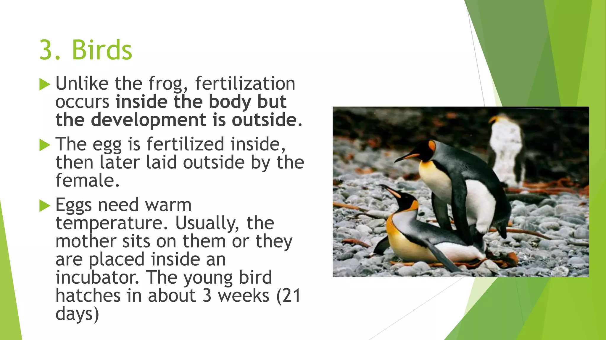 3. Birds
 Unlike the frog, fertilization
occurs inside the body but
the development is outside.
 The egg is fertilized inside,
then later laid outside by the
female.
 Eggs need warm
temperature. Usually, the
mother sits on them or they
are placed inside an
incubator. The young bird
hatches in about 3 weeks (21
days)
 