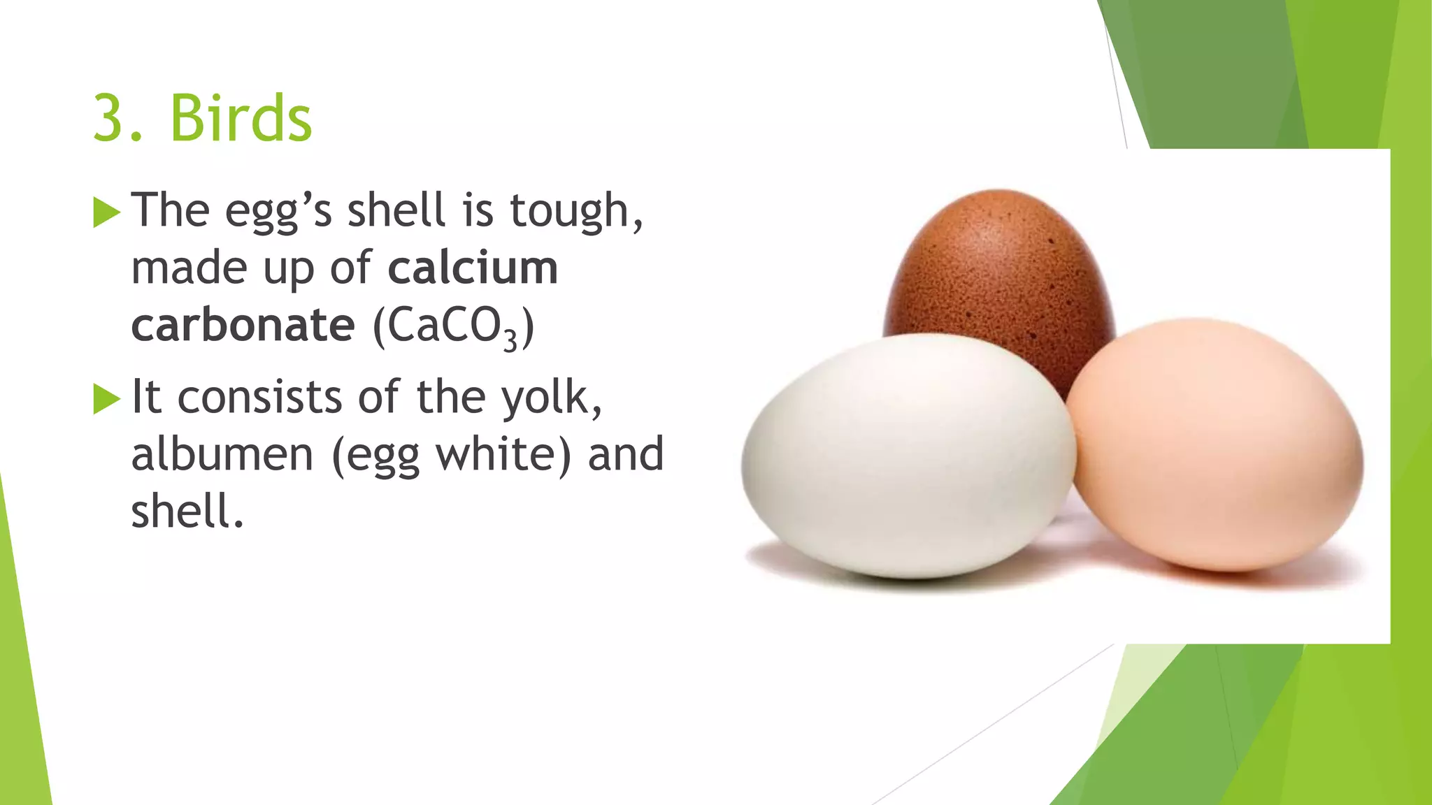 3. Birds
 The egg’s shell is tough,
made up of calcium
carbonate (CaCO3)
 It consists of the yolk,
albumen (egg white) and
shell.
 