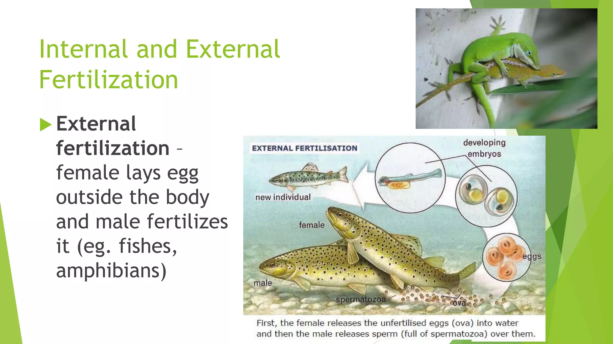 Internal and External
Fertilization
 External
fertilization –
female lays egg
outside the body
and male fertilizes
it (eg. fishes,
amphibians)
 