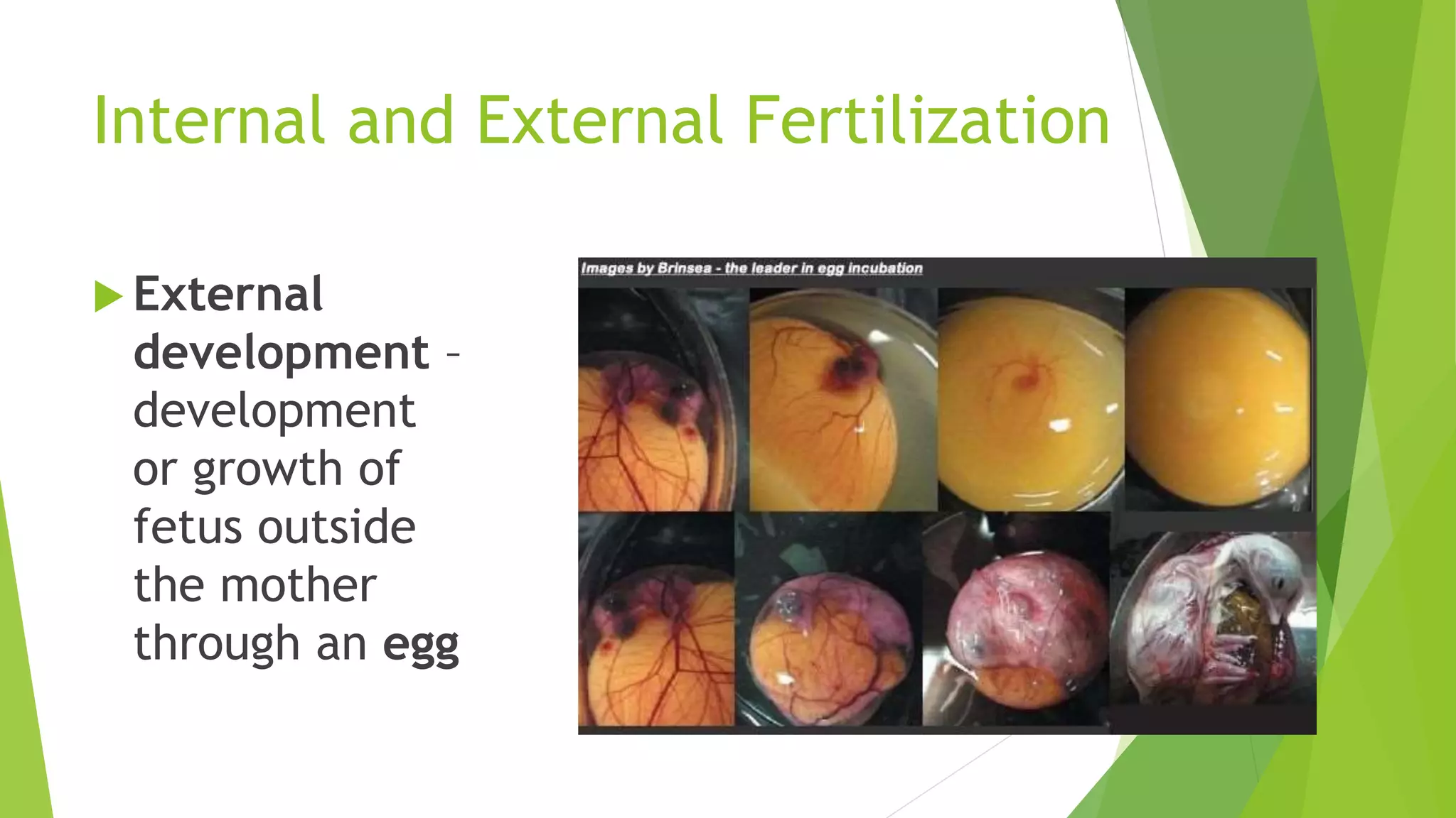 Internal and External Fertilization
 External
development –
development
or growth of
fetus outside
the mother
through an egg
 