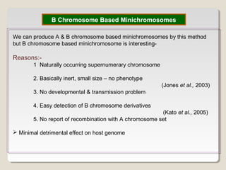 B Chromosome Based Minichromosomes
We can produce A & B chromosome based minichromosomes by this method
but B chromosome based minichromosome is interesting-
Reasons:-
1 Naturally occurring supernumerary chromosome
2. Basically inert, small size – no phenotype
(Jones et al., 2003)
3. No developmental & transmission problem
4. Easy detection of B chromosome derivatives
(Kato et al., 2005)
5. No report of recombination with A chromosome set
 Minimal detrimental effect on host genome
 