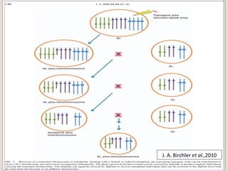 J. A. Birchler et al.,2010
 